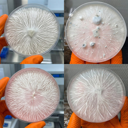 Potato Dextrose Agar (PDA) Plates 10 Pack, Pre-Poured Petri Dishes for Mushroom Cultivation, Science Projects, Mycology, Triple Vacuum Sealed Nutrient Agar
