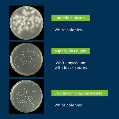 Potato Dextrose Agar (PDA) Plates – 10 Pre Poured Petri Dishes for Mushroom Cultivation & Science Projects